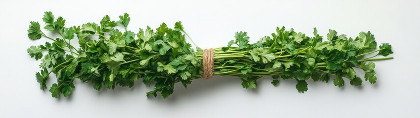 Fototapeta premium Herbs Bound Together, a vibrant display of fresh parsley and cilantro intertwined against a clean white backdrop, emphasizing their lush green textures and aromatic qualities.