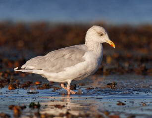 seagull on the beach