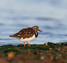 bird walking along the shore line 
