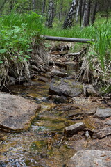 stream in the forest