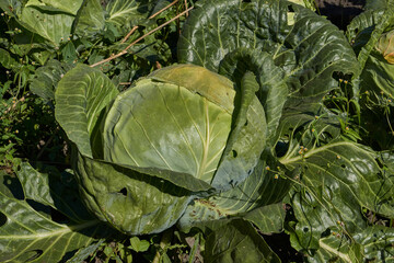 The cabbage is ripe in the garden. The gardener has grown healthy and tasty cabbage. Autumn.