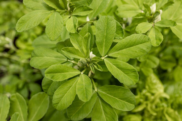 Fenugreek food plant green leaves white flowers close-up top view (Trigonella foenum-graecum)
