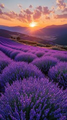Serene Lavender Fields at Sunset with Mountain Backdrop