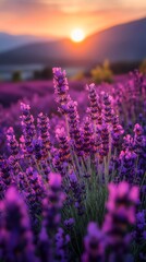 Naklejka premium Serene Lavender Fields Stretching Under a Vibrant Sunset Sky