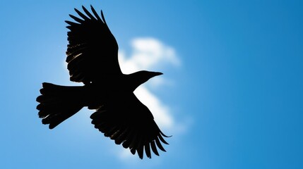 Obraz premium Silhouetted wild bird flying against blue sky with selective focus