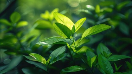 Obraz premium Small green foliage gleaming on a budding plant