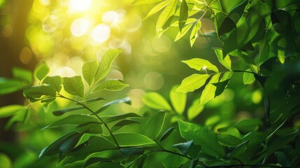 Sunlight on green foliage