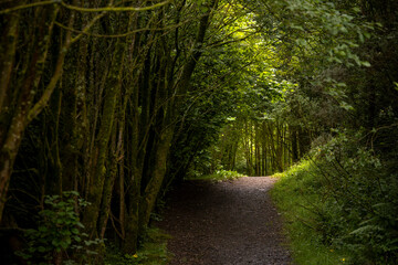 Concept of life journey leading to enlightenment and wisdom: Gravel path in woodland hike leading to area in sun light