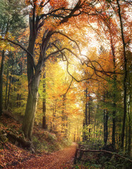 Fototapety na wymiar - Fototapeta24.pl