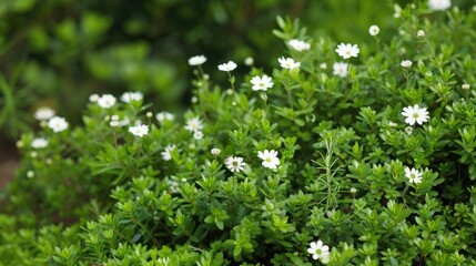 Small white flowers among green bushes