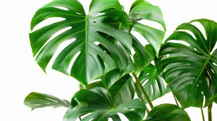 Siam Monstera with large green leaves hollow veins and isolated on white background