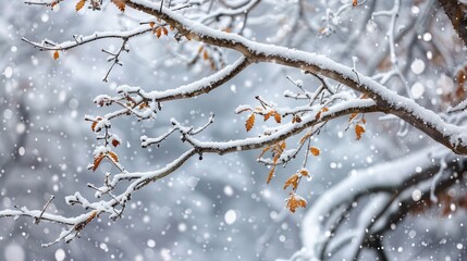 Snowy tree branches in a winter setting