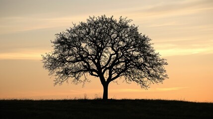 Silhouette of a tree