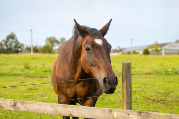 Obraz premium Chestnut horse in grass field with head over wire fence stretched toward viewer