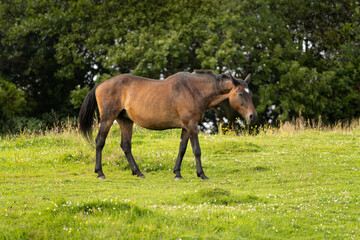Fototapeta premium Chestnut horse in grass field with clover and tree line in background