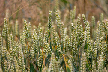 Close up of heads of barley growing and ripening in farm field in summer