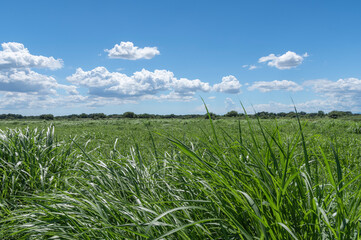 真夏の草原と青空と雲