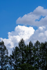 Obraz premium 真夏の青空と白い雲