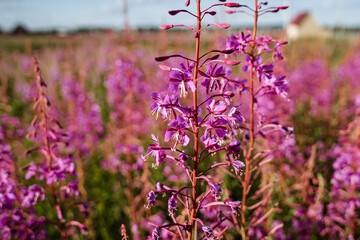 Obraz premium A field of vibrant purple flowers with a house in the background