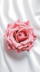 Pink rose flowers and petals isolated on white