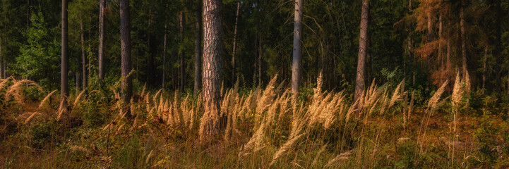 September pine forest with tree trunks in the foreground overgrown with tall grass with dry orange-yellow ears. colorful colors of early autumn. widescreen panoramic side view format 15:5