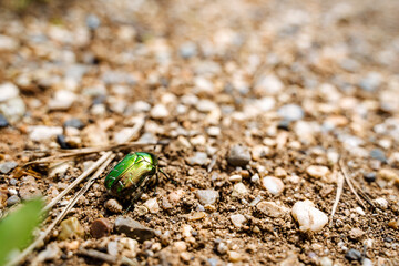 A vibrant green beetle rests on the ground, surrounded by gravel and soil, showcasing natures intricate details and biodiversity