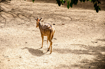 Chital or the Spotted deer