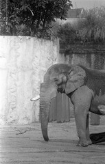 Elefant
