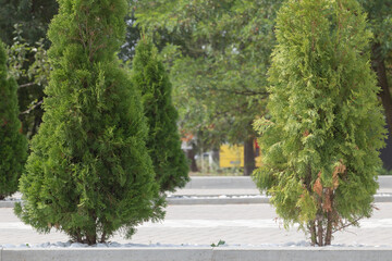 Two tall green thujas in the park, street trees on both sides of concrete roads