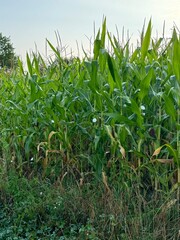 Obraz premium Wachsender Mais