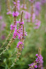 In a beautiful, expansive field, a vibrant bunch of purple flowers is flourishing, adding color and life to the landscape, showcasing natures stunning beauty and diversity