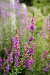 Naklejka premium A vibrant bunch of vivid purple flowers is flourishing beautifully in a wellmaintained garden, showcasing their stunning colors and delightful presence among the other greenery