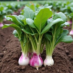 Fototapeta premium Fresh turnips growing in a vibrant vegetable garden