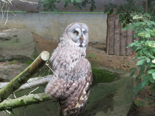 Great gray owl perched on a branch in a natural habitat with greenery and rustic background during daylight