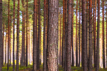 Obraz premium A peaceful pine forest with tall, straight tree trunks, perfect for nature lovers and forest photography. Pinus woodland. Southern Finland, Kymenlaakso, Hamina. Selective focus 