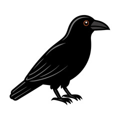 A black crow is standing on a white background. The bird has a black body and a black beak