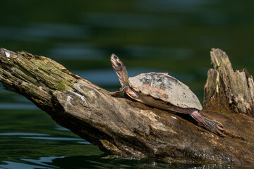 Obraz premium Side profile portrait of an Indian tent turtle(pangshura tentoria) basking on a dead log on Ghaghra river at Katerniaghat wildlife sanctuary, Uttar Pradesh, India
