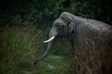 Obraz premium Moody image of a mature tusker Indian elephant in musth crossing an unused safari track during late evening hours at Manas National Park, Assam, India
