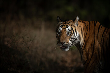Portrait of a dominant male tiger looking back with good background isolation during late morning hours at Bandhavgarh National Park, Madhya Pradesh, India