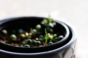 String of Pearls House Plant Succulent