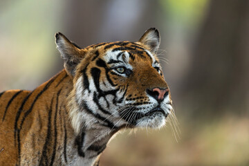 Portrait of a young male tiger inspects a grassland by extending its neck with good background...