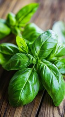 Obraz premium a bunch of basil leaves herb on a wooden surface