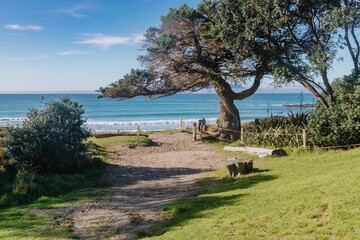 Beach coastline and trees in Tawharanui, Warkworth, Auckland, New Zealand.