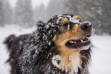 Black tri colored Australian Shepard in the snow with eyes closed, mouth slightly open. Snow falling