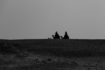 Shots of camels and birds wandering around at the area of the Great Pyramids. 
Camels eating or ready to take tourists a walk. 
