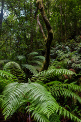ferns & moss-covered trees