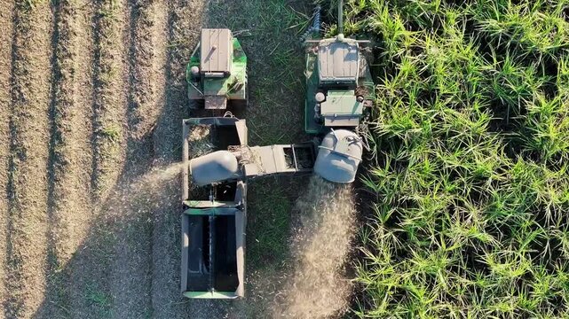 Sugar cane harvest, Bundaberg Queensland Australia, late afternoon light, drone aerial view, tractor farm farming machinery, agriculture rural work