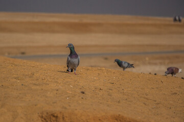 Shots of camels and birds wandering around at the area of the Great Pyramids. 
Camels eating or ready to take tourists a walk. 
