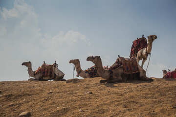 Shots of camels and birds wandering around at the area of the Great Pyramids. 
Camels eating or...