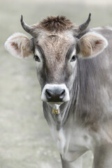 The Tyrol Grey or Tyrolean Grey
